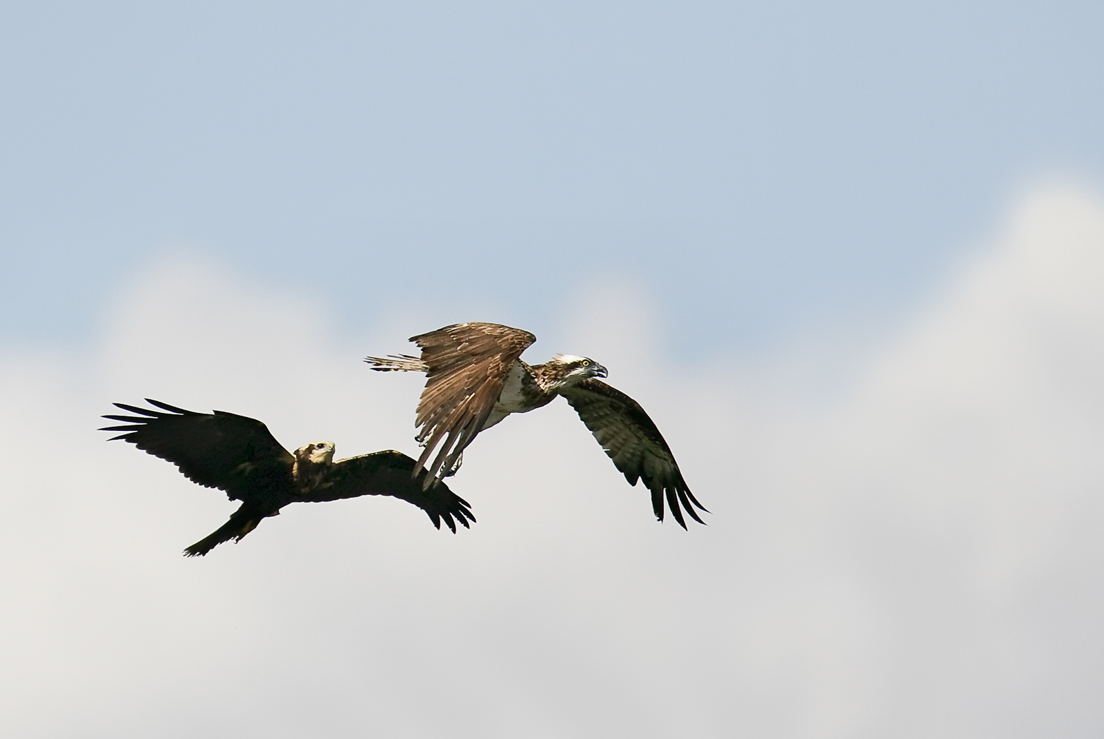 Busard des roseaux et Balbuzard pêcheur